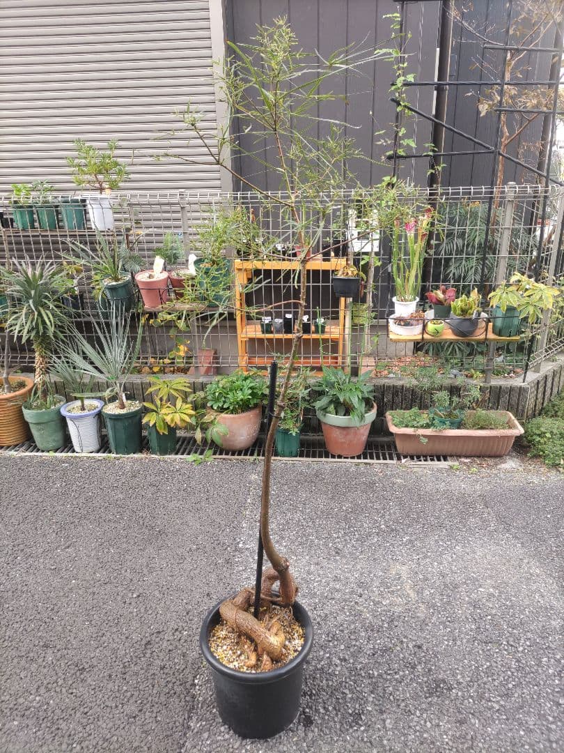 ブラキキトン ボトルツリー 2m とぐろ大蛇 引取り限定 川崎市幸区 ねじれ根上