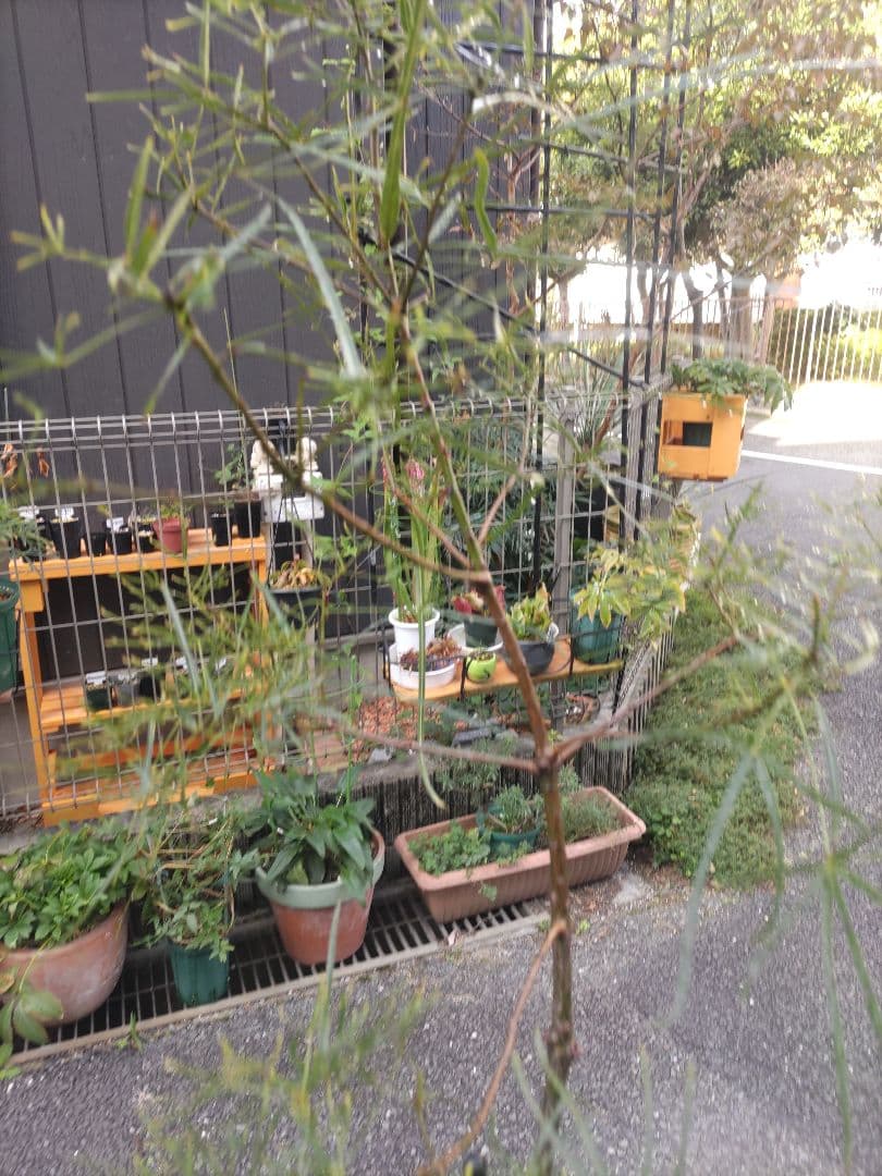 ブラキキトン ボトルツリー 2m とぐろ大蛇 引取り限定 川崎市幸区 ねじれ根上