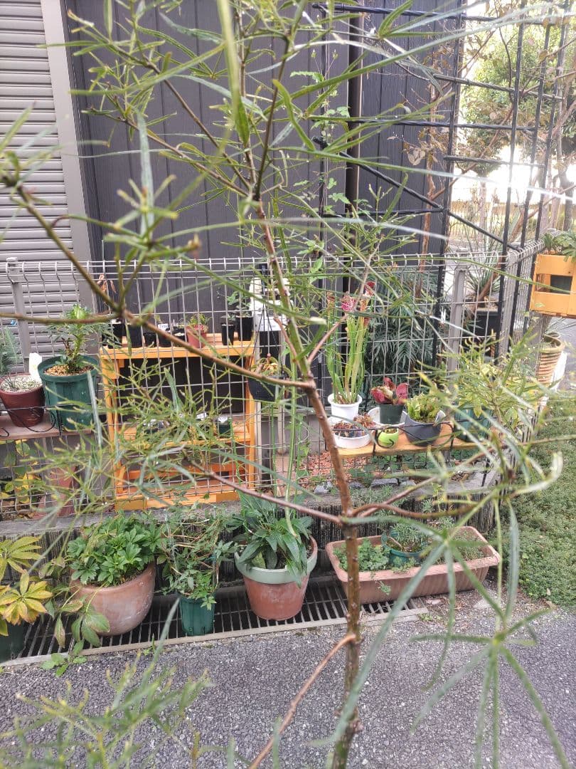 ブラキキトン ボトルツリー 2m とぐろ大蛇 引取り限定 川崎市幸区 ねじれ根上