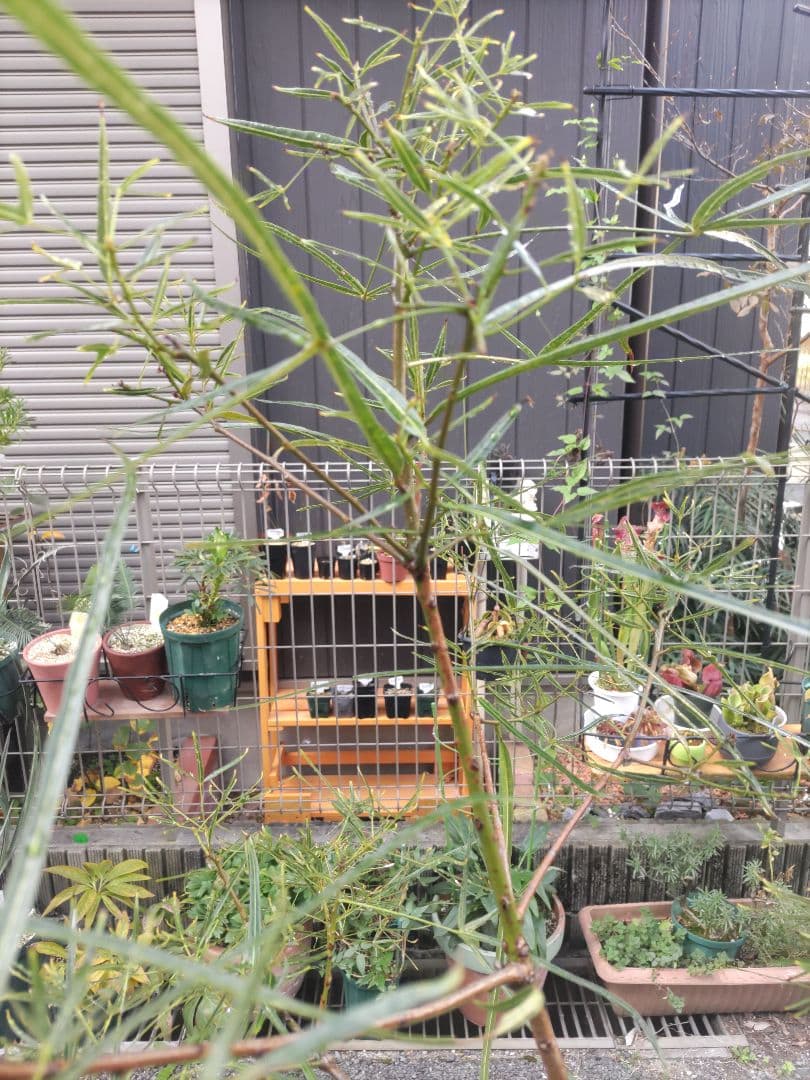 ブラキキトン ボトルツリー 2m とぐろ大蛇 引取り限定 川崎市幸区 ねじれ根上