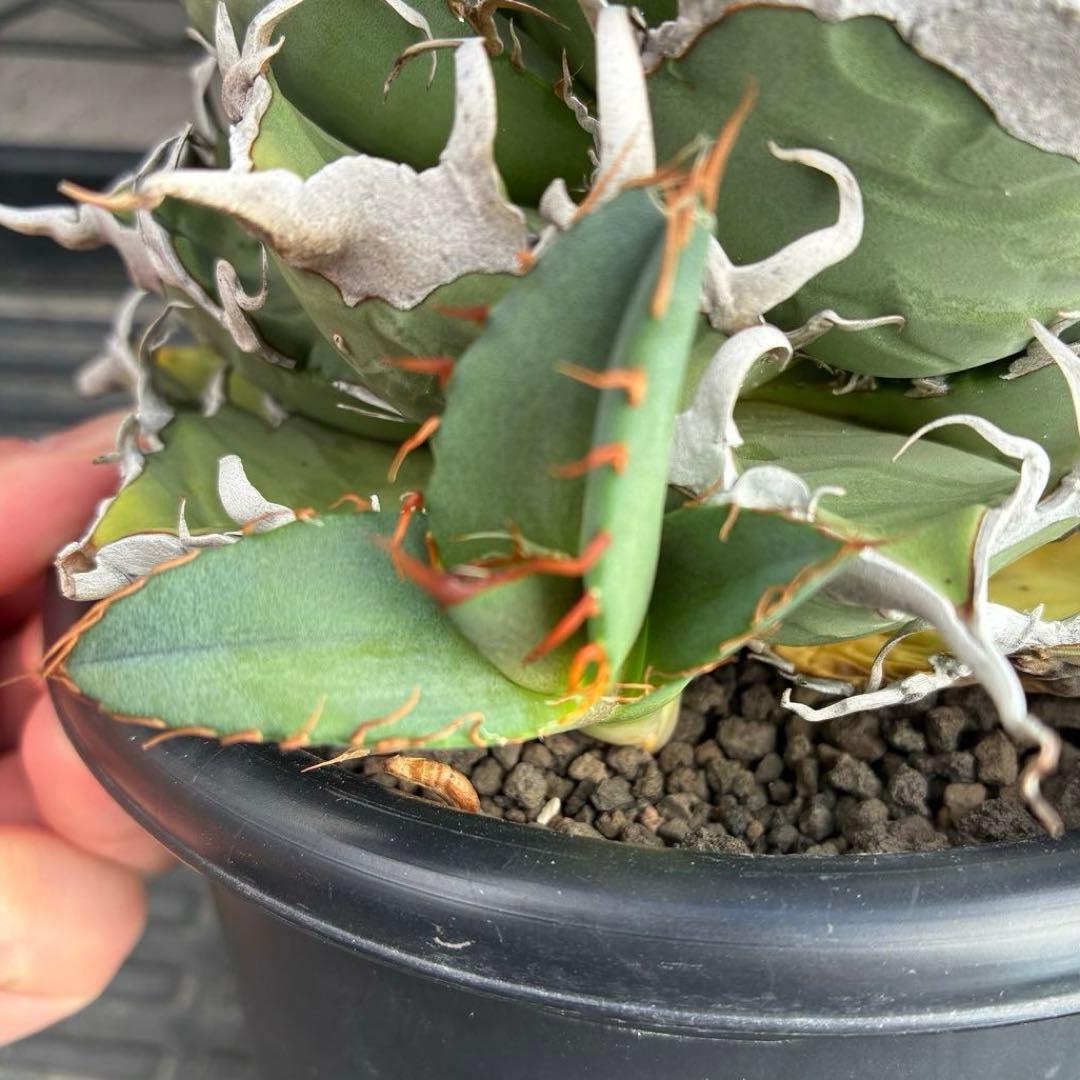 【コレクション子株】アガベ オアハカオテロイ 悪魔 スーパーチタノタ　発根済子株