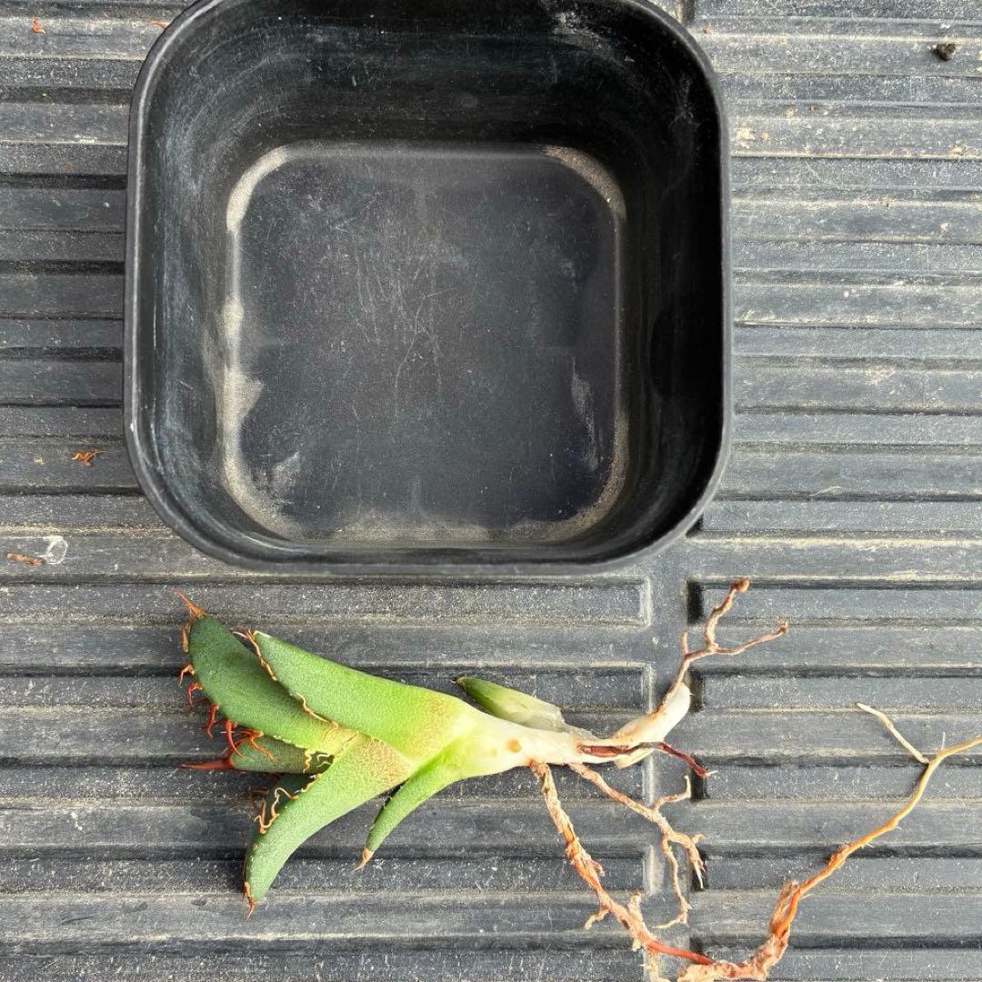 【コレクション子株】アガベ オアハカオテロイ 悪魔 スーパーチタノタ　発根済子株