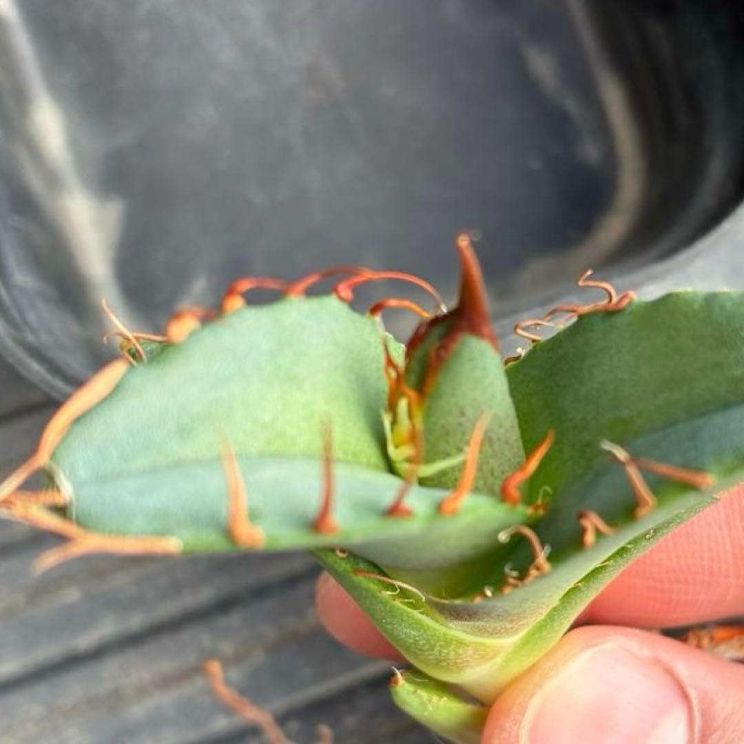 【コレクション子株】アガベ オアハカオテロイ 悪魔 スーパーチタノタ　発根済子株