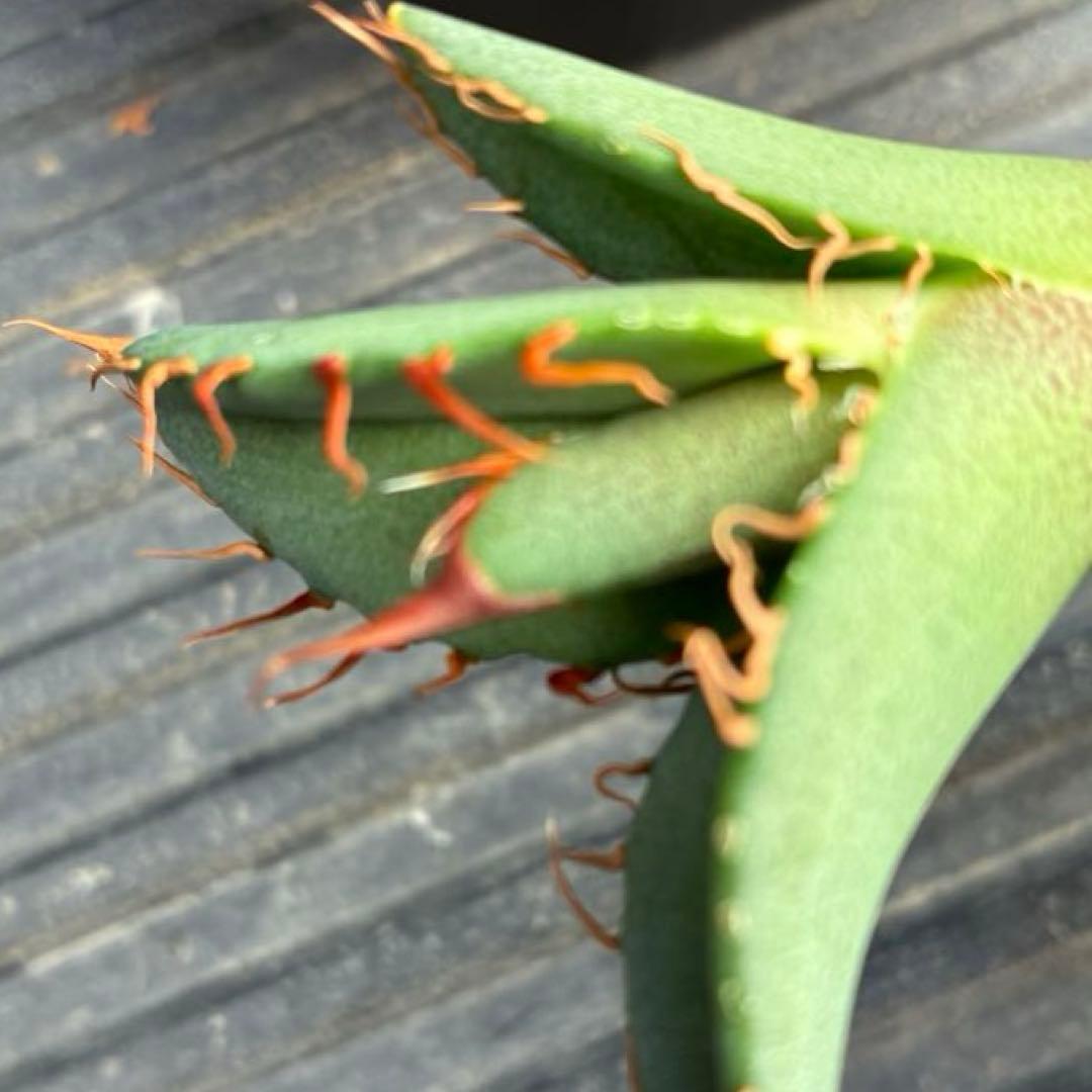 【コレクション子株】アガベ オアハカオテロイ 悪魔 スーパーチタノタ　発根済子株