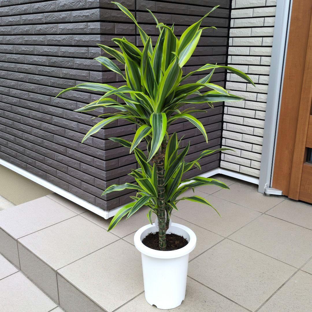 観葉植物 ドラセナ レモンライム ７号鉢