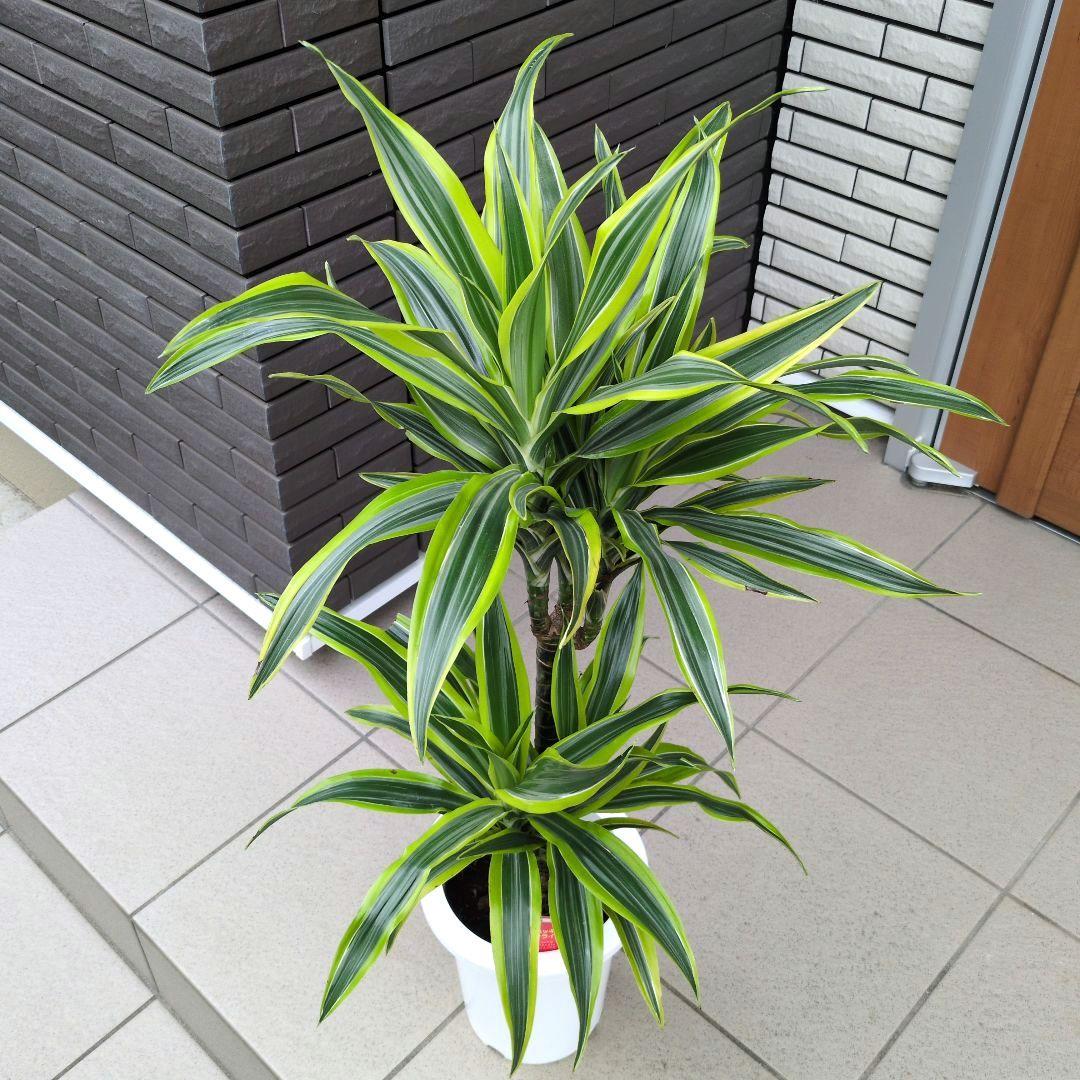 観葉植物 ドラセナ レモンライム ７号鉢