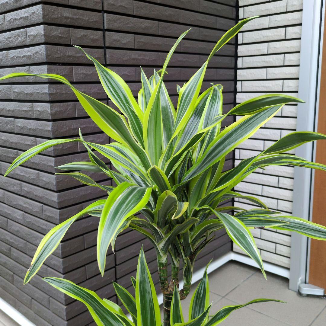 観葉植物 ドラセナ レモンライム ７号鉢
