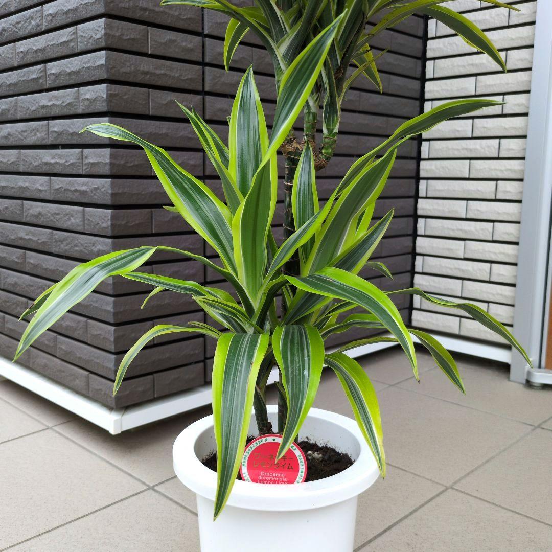 観葉植物 ドラセナ レモンライム ７号鉢