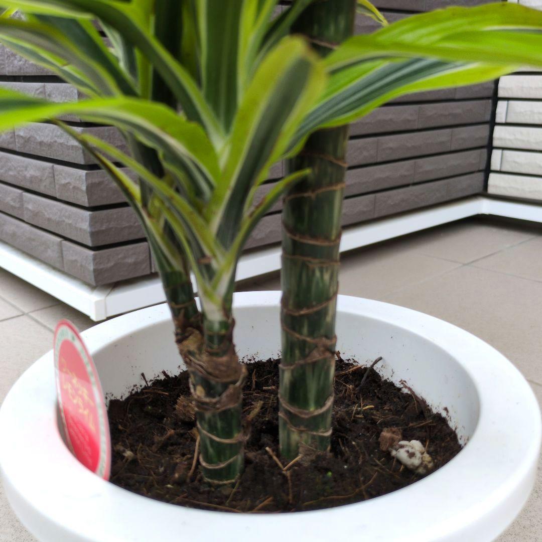 観葉植物 ドラセナ レモンライム ７号鉢