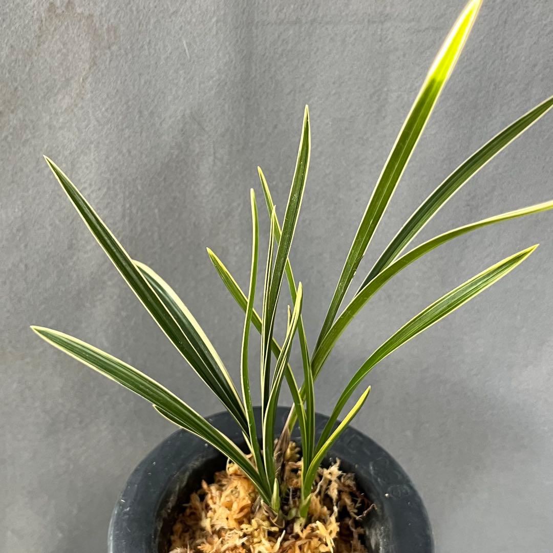 中国春蘭　『環球荷鼎覆輪』3本立 日本春蘭　韓国春蘭　東洋蘭　山野草　盆栽　春蘭