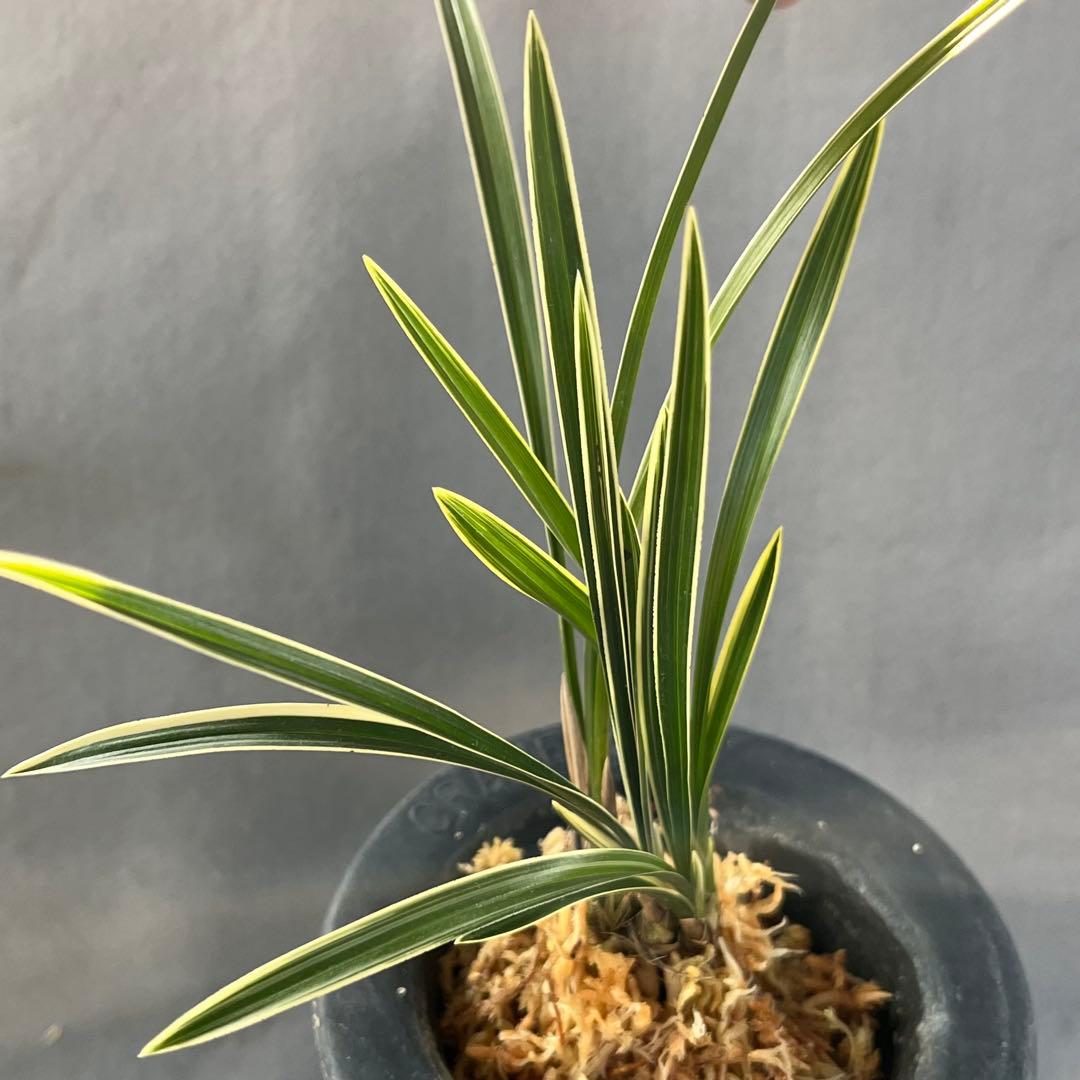 中国春蘭　『環球荷鼎覆輪』3本立 日本春蘭　韓国春蘭　東洋蘭　山野草　盆栽　春蘭