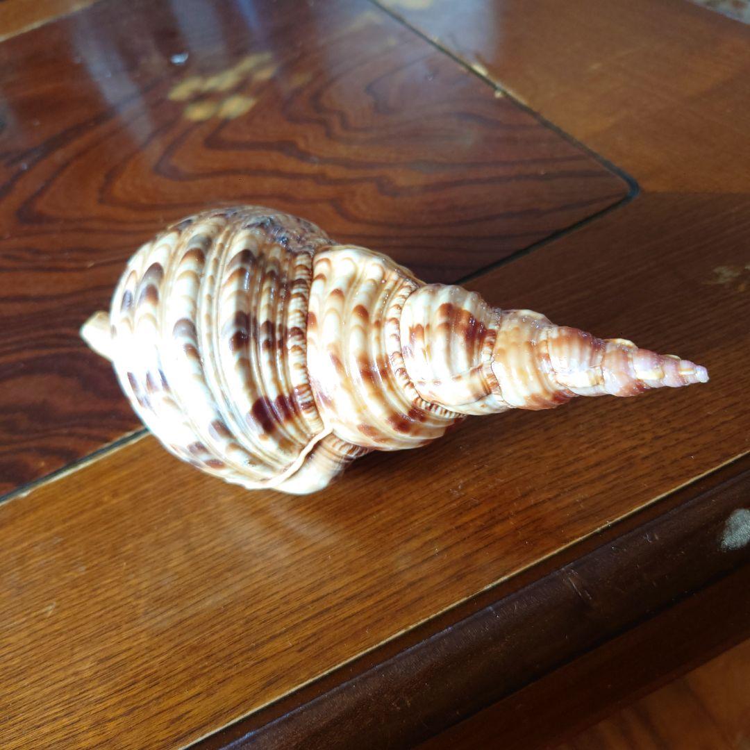 ほら貝 約26センチ