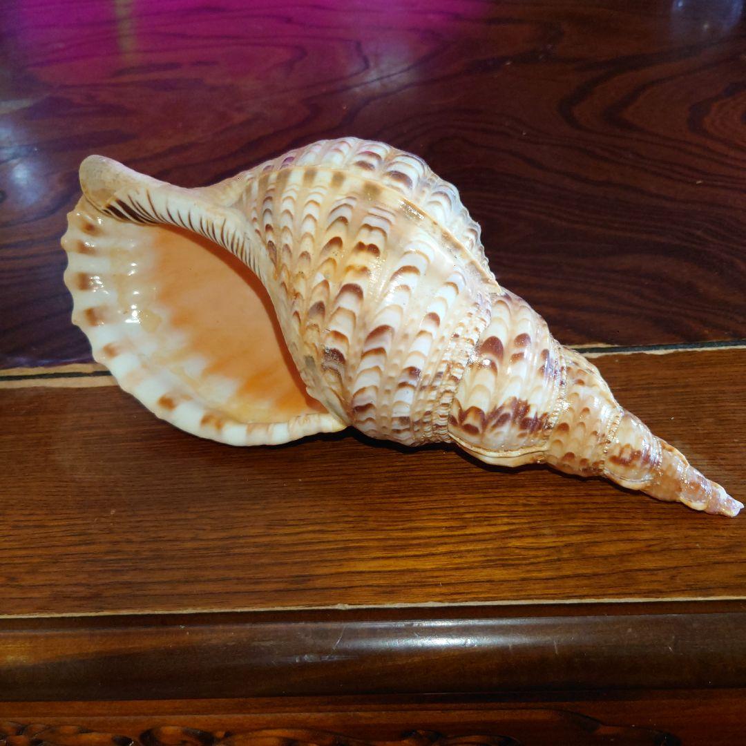 ほら貝 約26センチ