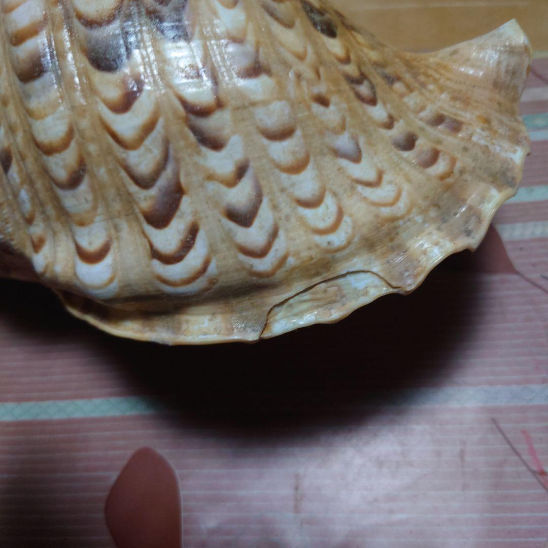 ほら貝 約26センチ
