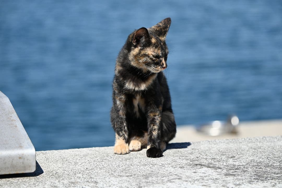 TAMRON 50-400mm F/4.5-6.3 /ニコンZマウント
