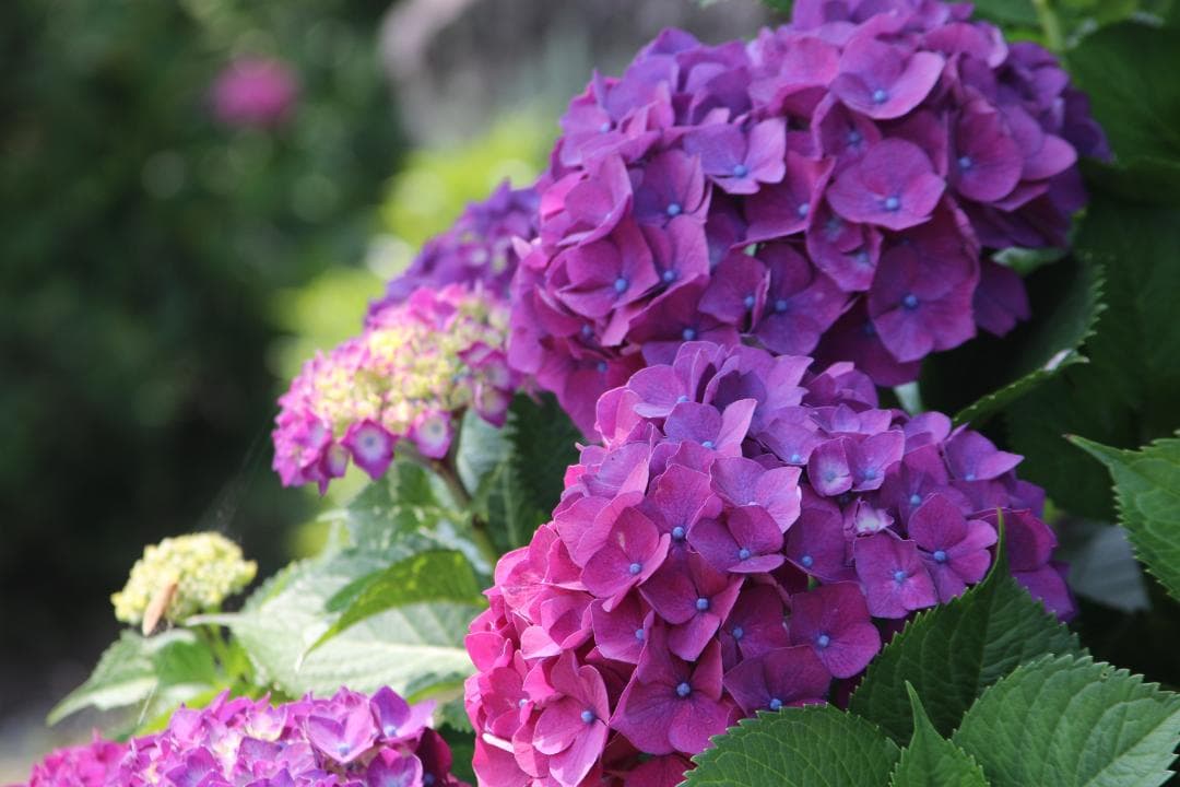 【手振れ補正】Canon EF 28-135mm F3.5-5.6 IS USM