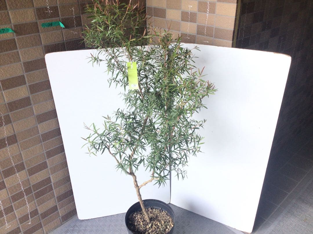 ③ 高さ約120㎝レモンティーツリー8号鉢