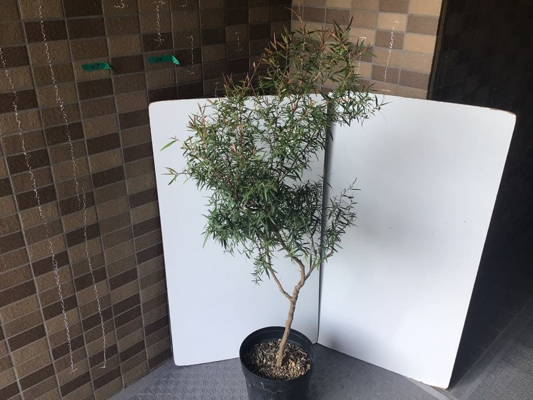 ③ 高さ約120㎝レモンティーツリー8号鉢