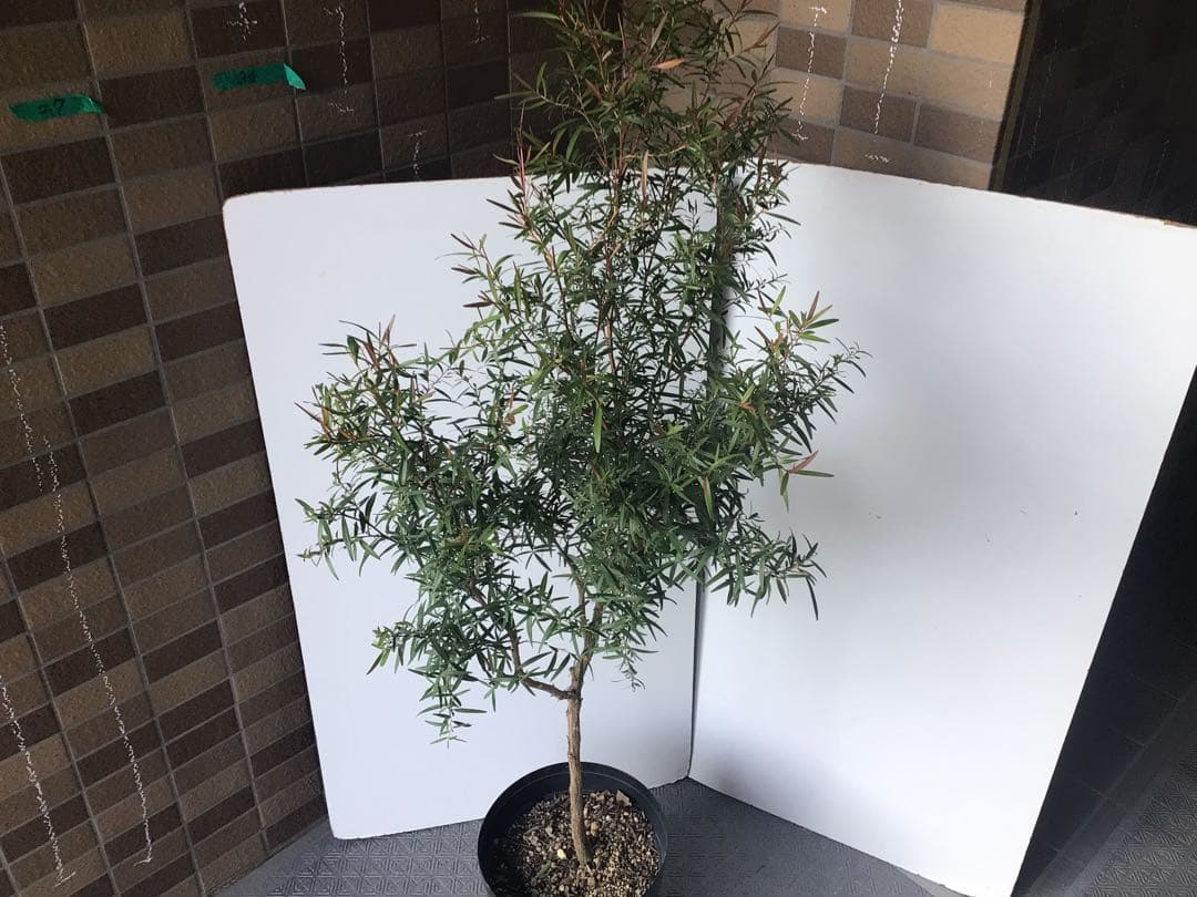 ③ 高さ約120㎝レモンティーツリー8号鉢