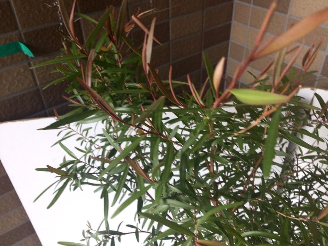 ③ 高さ約120㎝レモンティーツリー8号鉢