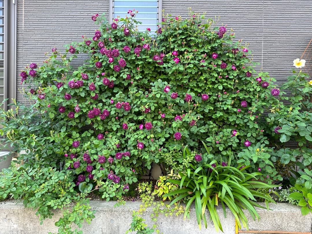 【バラ「超」大苗】カーディナル ド リシュリュー （つるバラ）