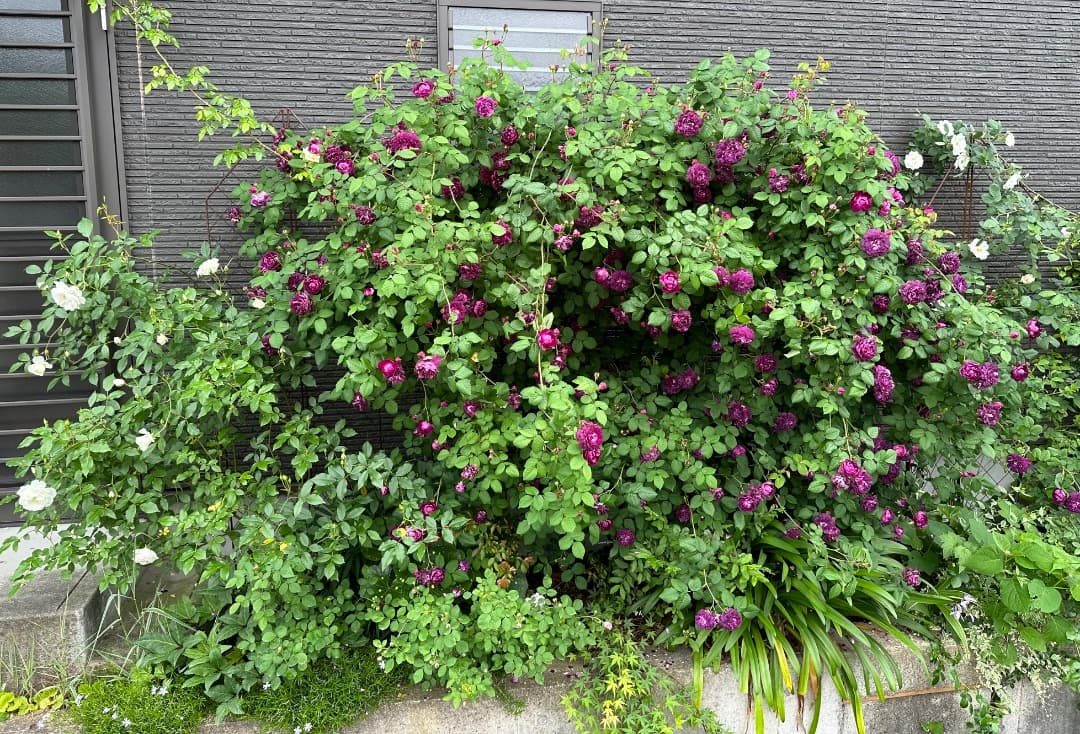 【バラ「超」大苗】カーディナル ド リシュリュー （つるバラ）