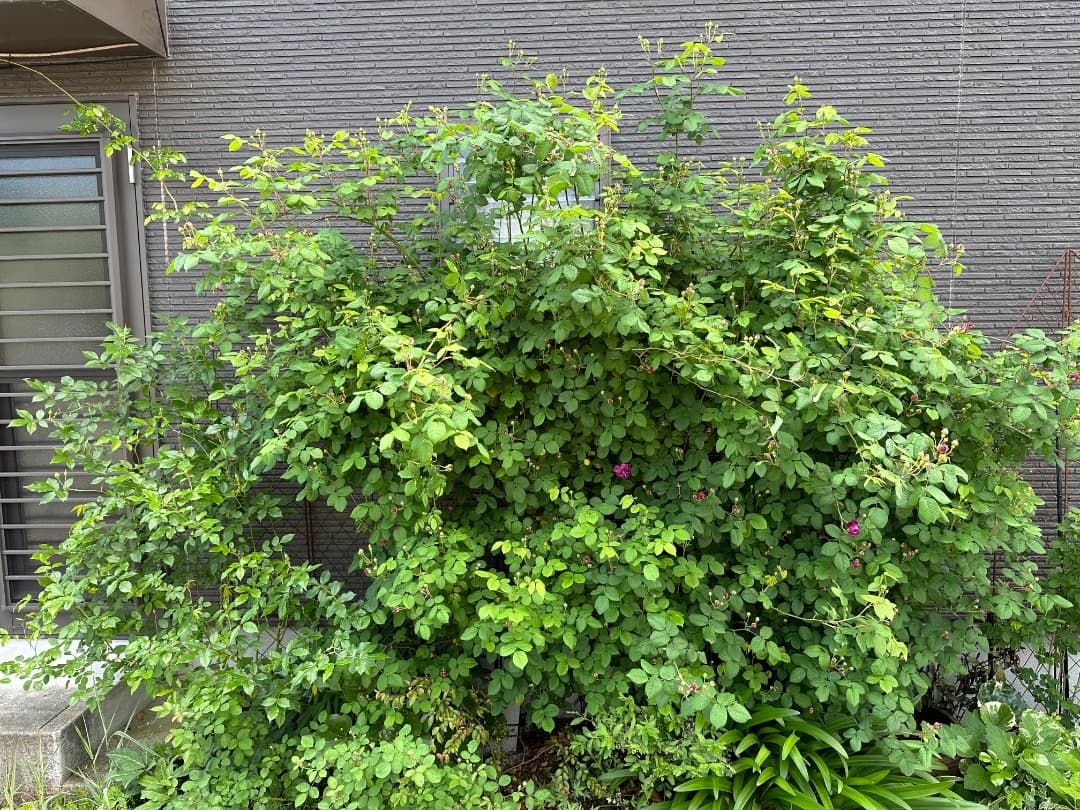 【バラ「超」大苗】カーディナル ド リシュリュー （つるバラ）