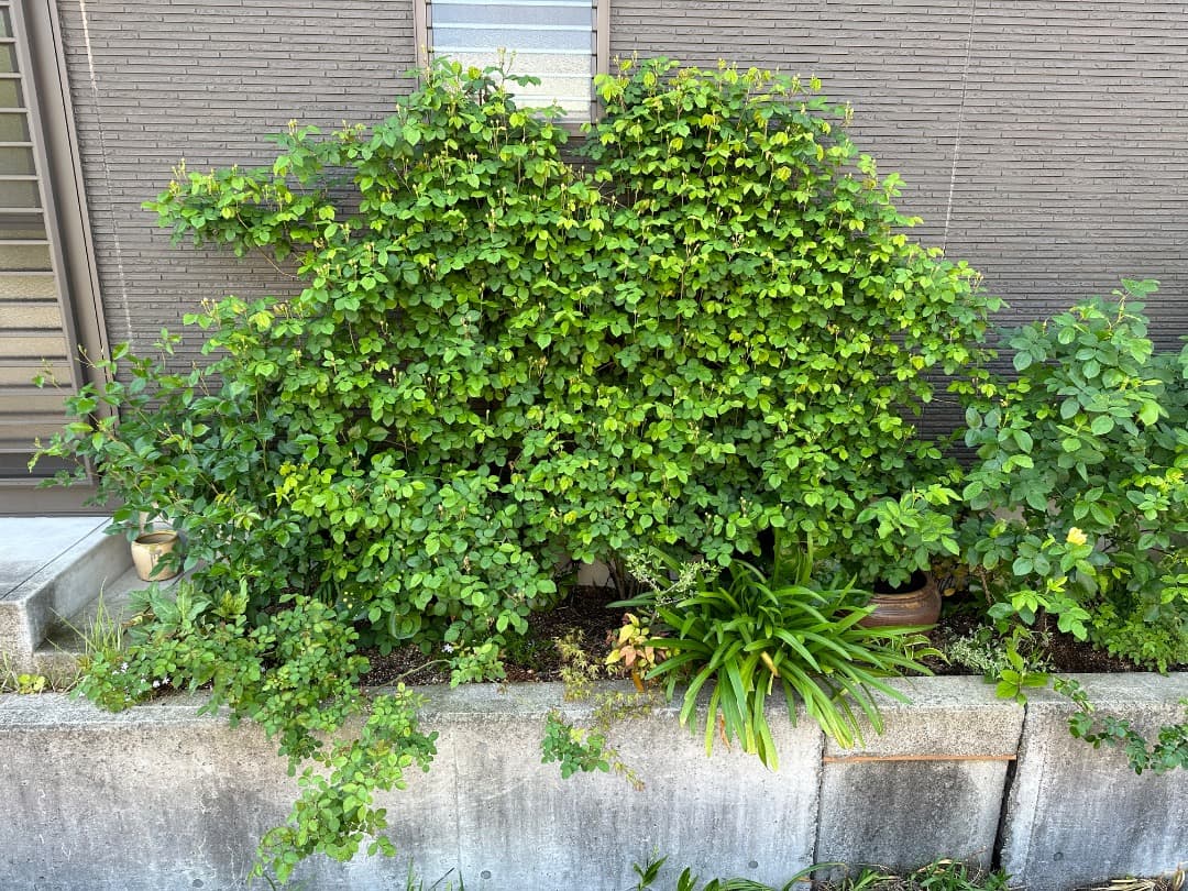 【バラ「超」大苗】カーディナル ド リシュリュー （つるバラ）