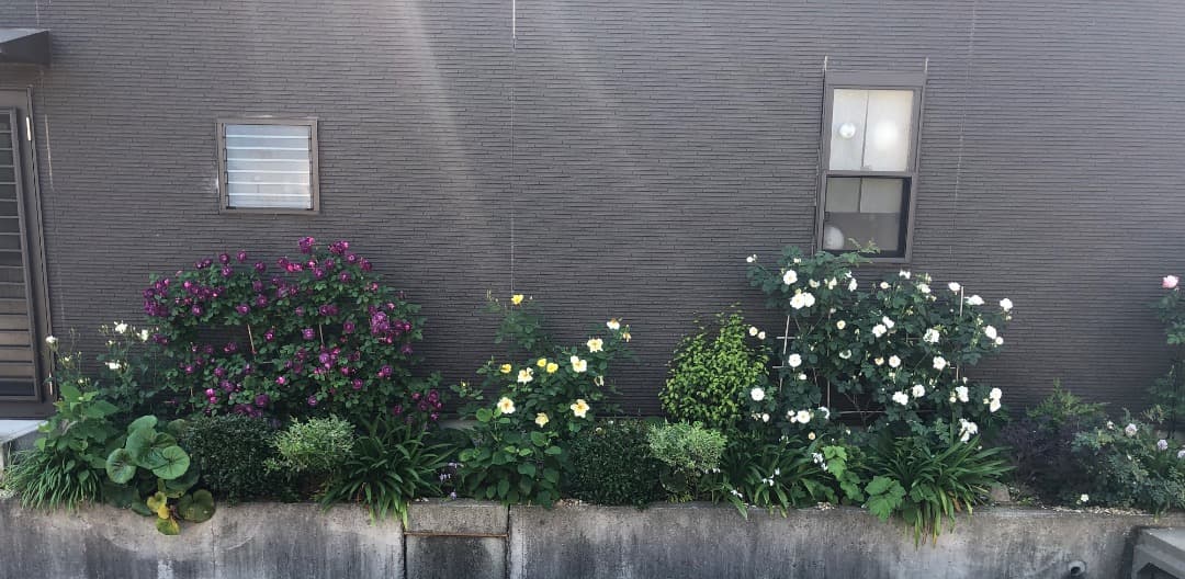 【バラ「超」大苗】カーディナル ド リシュリュー （つるバラ）