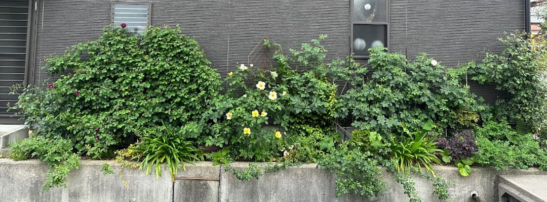 【バラ「超」大苗】カーディナル ド リシュリュー （つるバラ）