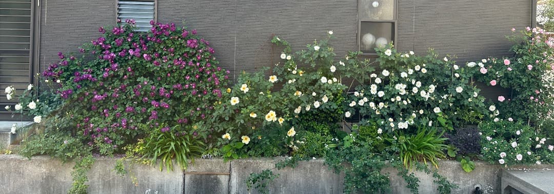 【バラ「超」大苗】カーディナル ド リシュリュー （つるバラ）