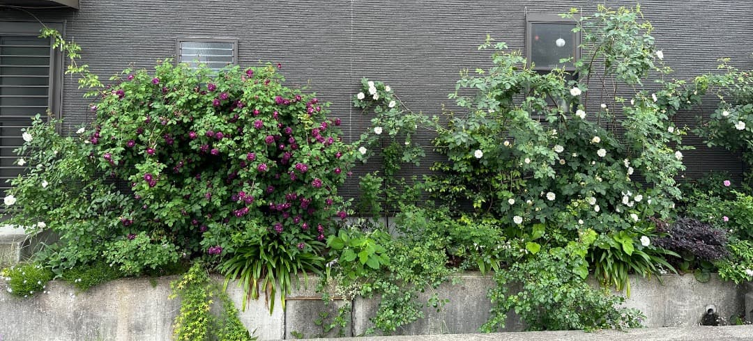 【バラ「超」大苗】カーディナル ド リシュリュー （つるバラ）