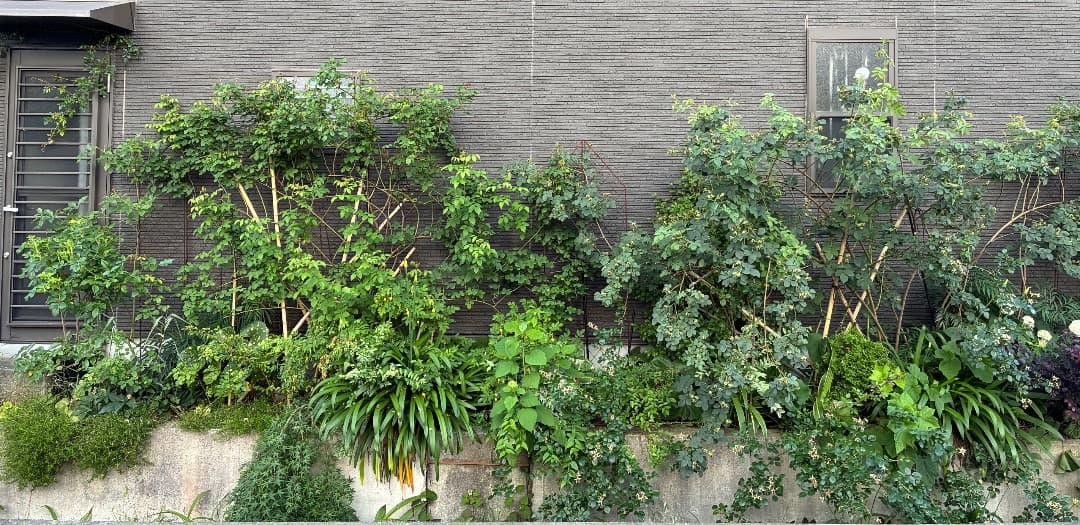 【バラ「超」大苗】カーディナル ド リシュリュー （つるバラ）