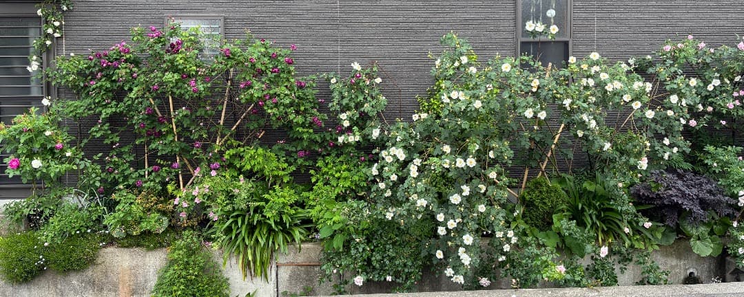 【バラ「超」大苗】カーディナル ド リシュリュー （つるバラ）