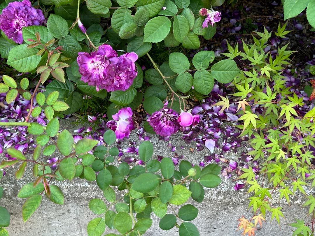 【バラ「超」大苗】カーディナル ド リシュリュー （つるバラ）