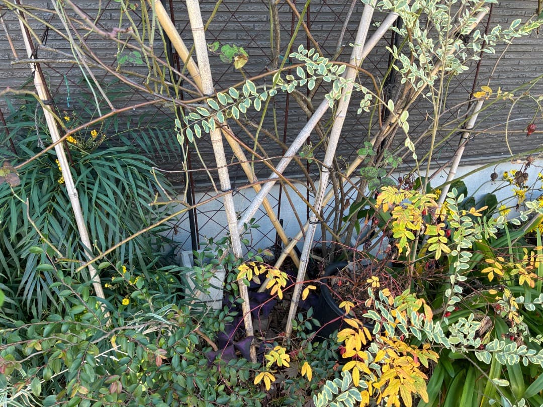 【バラ「超」大苗】カーディナル ド リシュリュー （つるバラ）