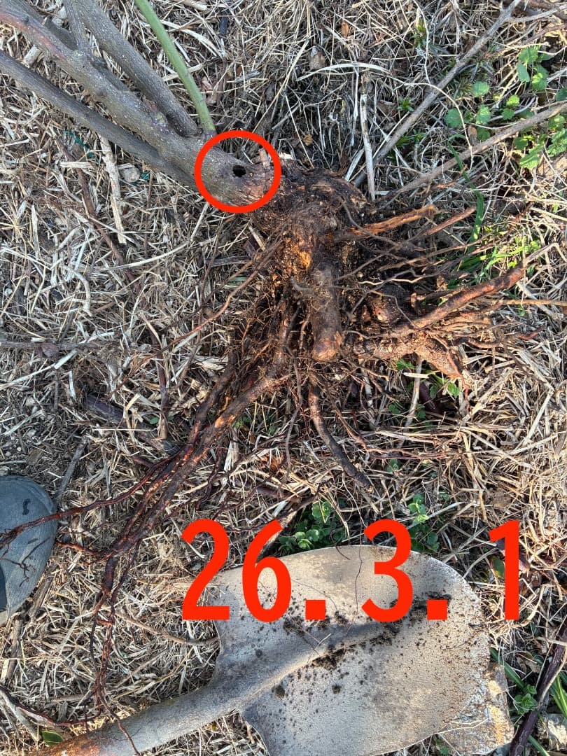 【バラ「超」大苗】カーディナル ド リシュリュー （つるバラ）