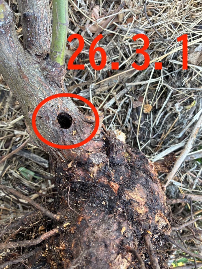 【バラ「超」大苗】カーディナル ド リシュリュー （つるバラ）