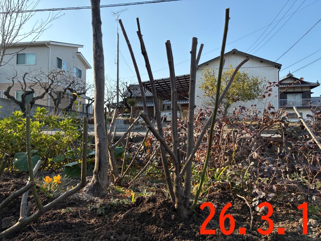 【バラ「超」大苗】カーディナル ド リシュリュー （つるバラ）