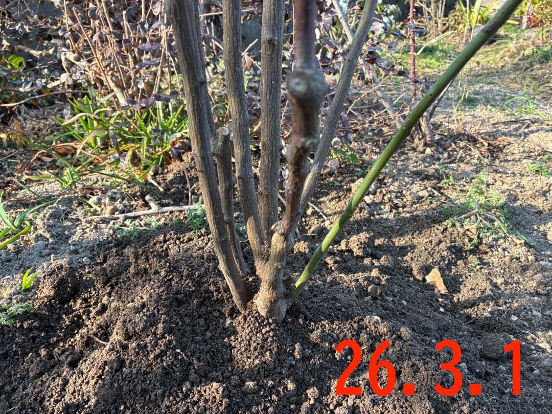 【バラ「超」大苗】カーディナル ド リシュリュー （つるバラ）