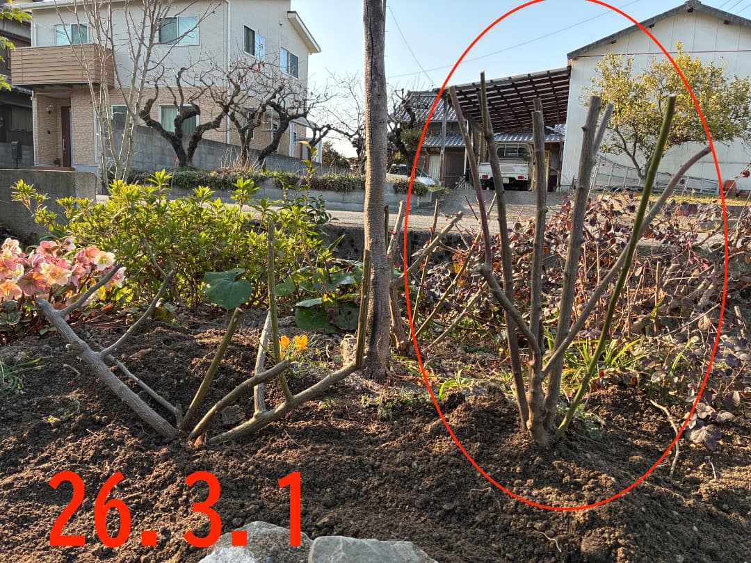 【バラ「超」大苗】カーディナル ド リシュリュー （つるバラ）