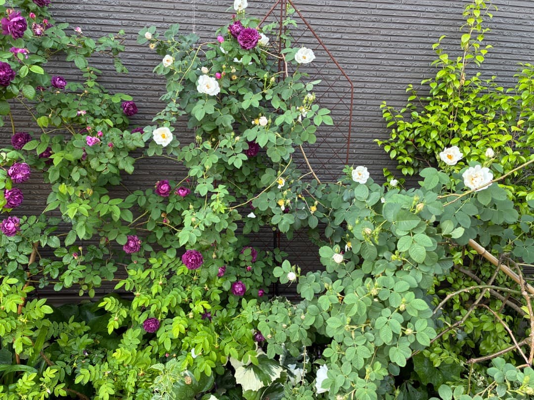 【バラ「超」大苗】カーディナル ド リシュリュー （つるバラ）