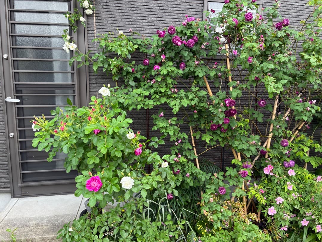 【バラ「超」大苗】カーディナル ド リシュリュー （つるバラ）