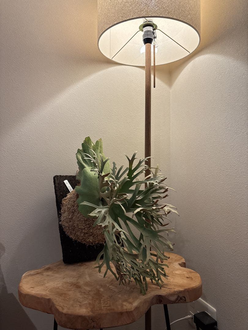 willinckii OMG×Nano spore dwarf ビカクシダ