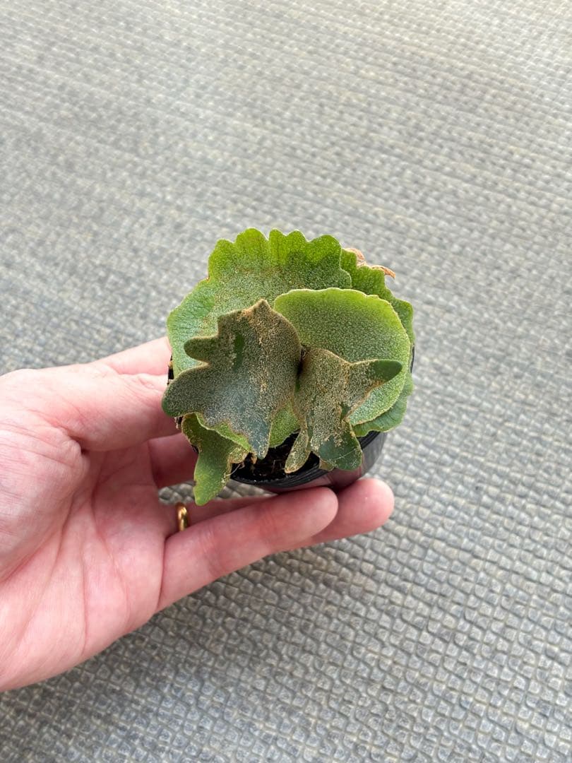 willinckii OMG×Nano spore dwarf ビカクシダ