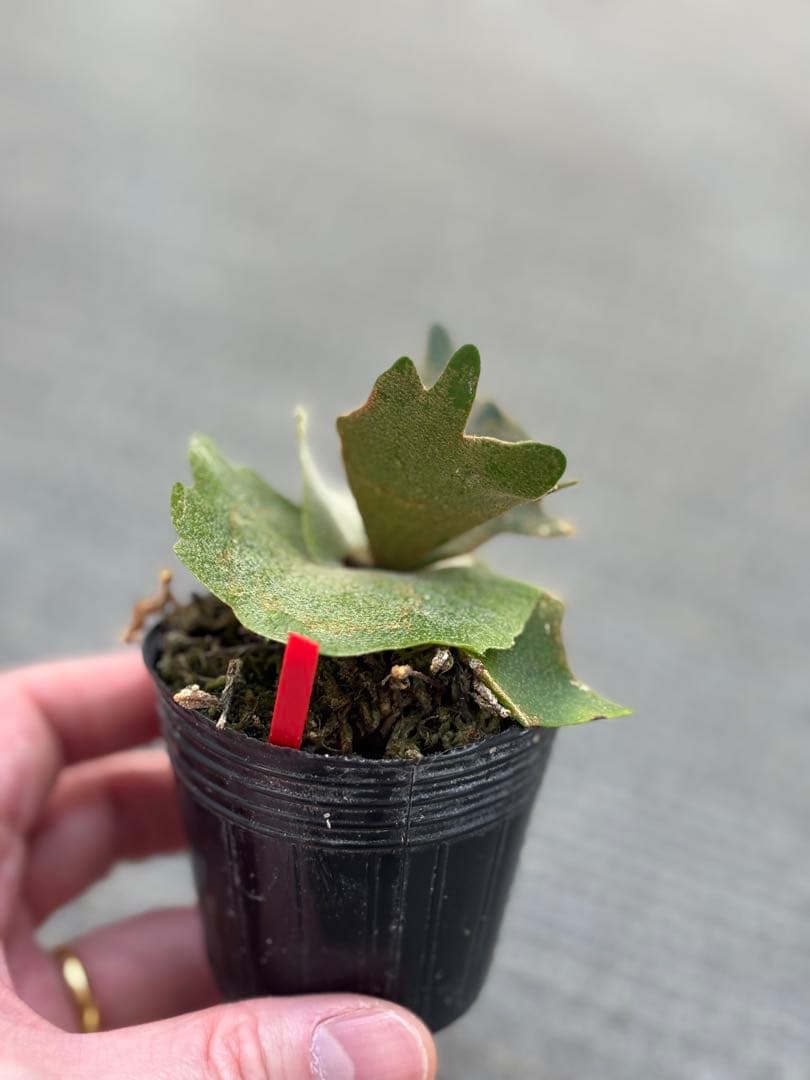 willinckii OMG×Nano spore dwarf ビカクシダ