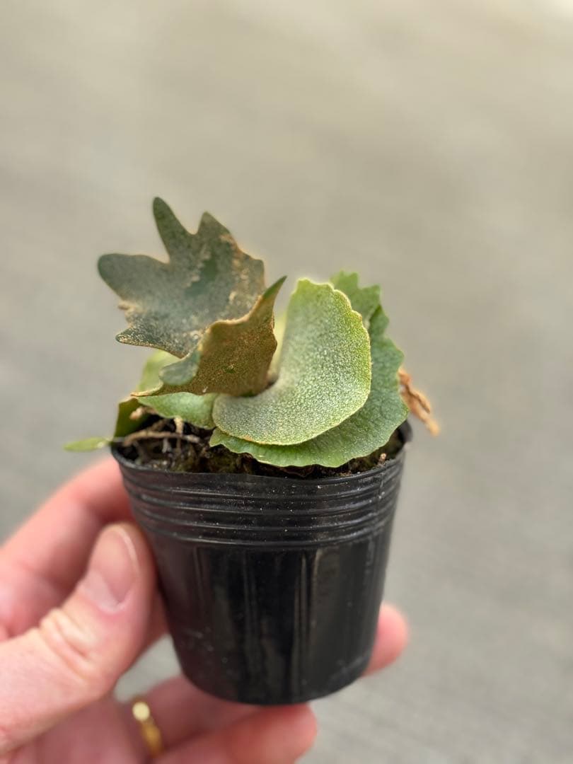 willinckii OMG×Nano spore dwarf ビカクシダ