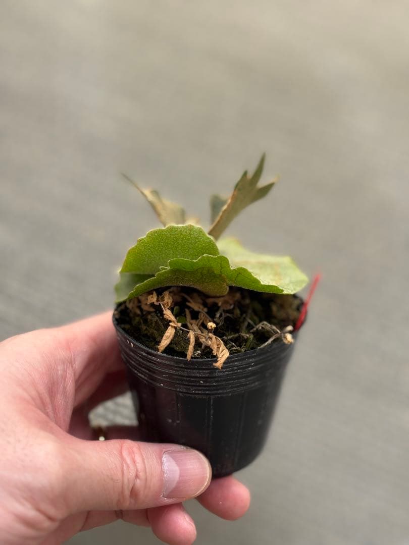 willinckii OMG×Nano spore dwarf ビカクシダ