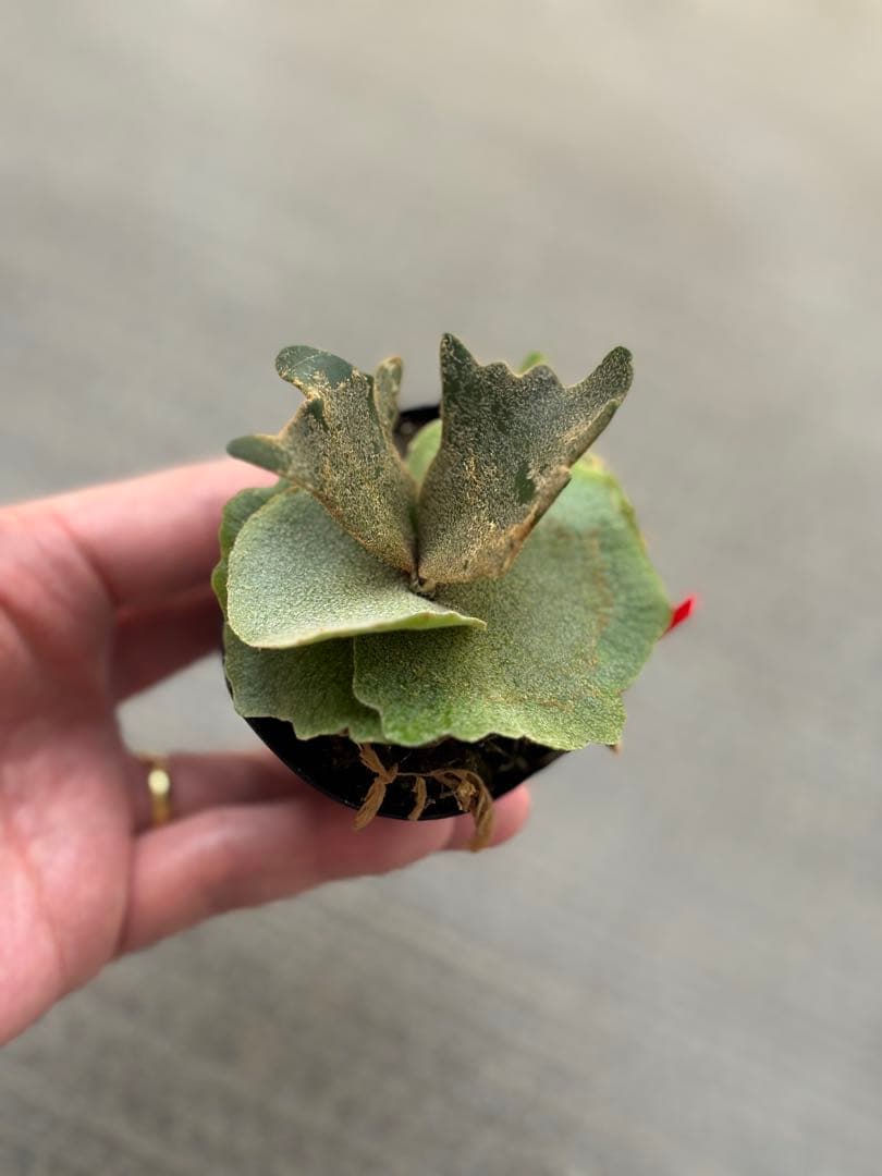 willinckii OMG×Nano spore dwarf ビカクシダ