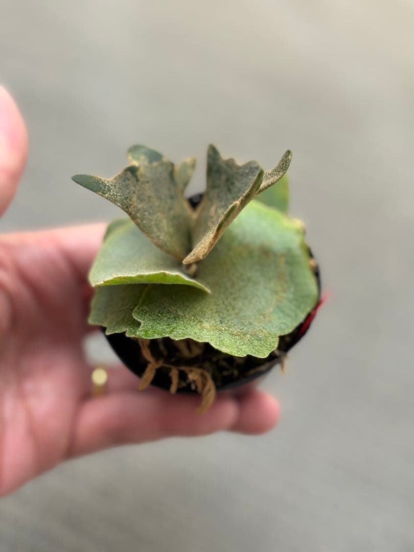 willinckii OMG×Nano spore dwarf ビカクシダ